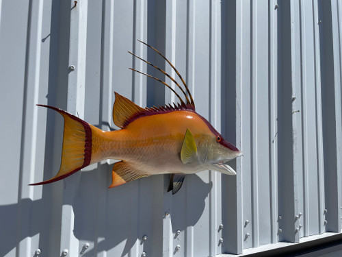 26 Inch Hogfish Mount 26 Inch Hogfish Mount