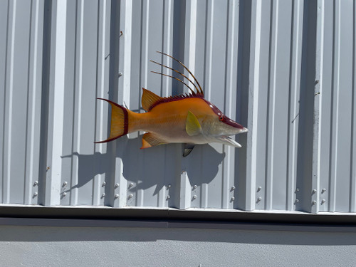 26 Inch Hogfish Replica 26 Inch Hogfish Replica