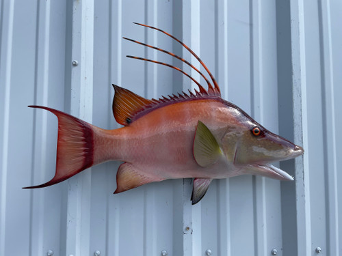 26 inch hogfish mount in stock 26 inch hogfish mount in stock