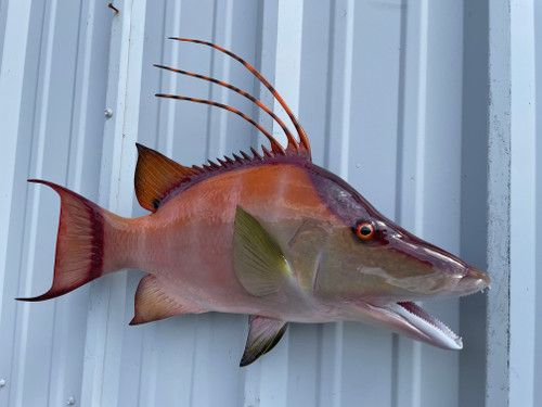 26 inch hog snapper mount in stock 26 inch hog snapper mount in stock