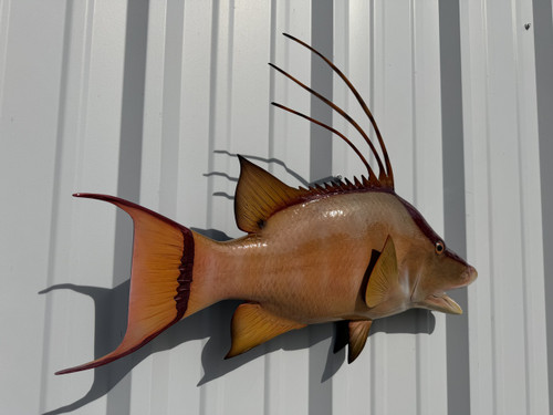 26 inch hogfish replica for sale