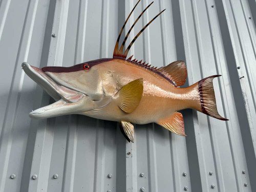 32 inch hogfish mount for sale