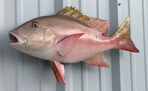 25 inch mutton snapper mount for sale