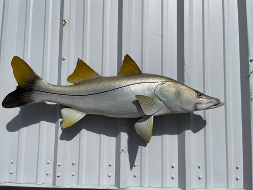 39 inch snook mount for sale 39 inch snook mount for sale