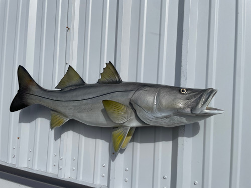 コレクション snook 39 inch Snook Fish Mount Replica