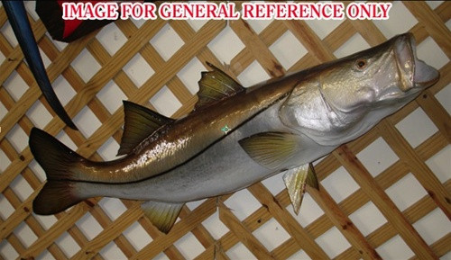 Replica Snook Ocean Coastal Fly Fishing Wall Decor