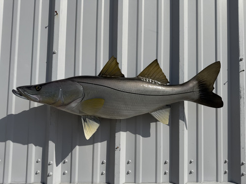 36 inch snook fish mount for sale