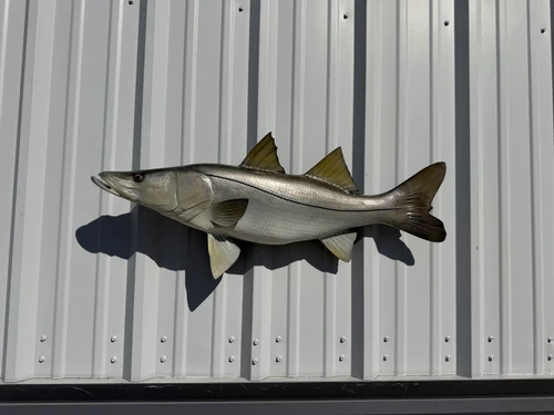 36 inch snook fish mount in stock