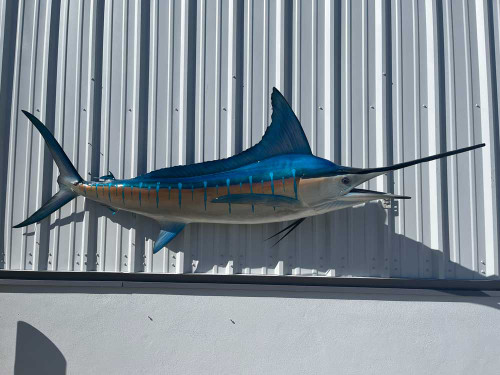 105 inch striped marlin mount for sale