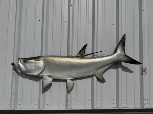 57 Inch Tarpon Half Mount Fish Replica