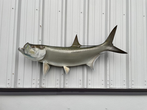 51 Inch Tarpon Full Fish Wall Mount - Side View