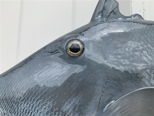 24 Inch Grey Triggerfish Fish Mount - Eye View 24 Inch Grey Triggerfish Fish Mount - Eye View