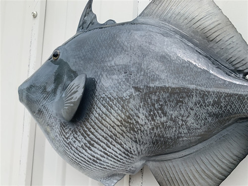 24 Inch Grey Triggerfish Full Mount Fish Replica - Flank View 24 Inch Grey Triggerfish Full Mount Fish Replica - Flank View