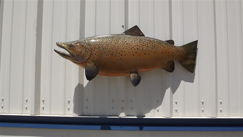 36 inch brown trout fish mount for sale