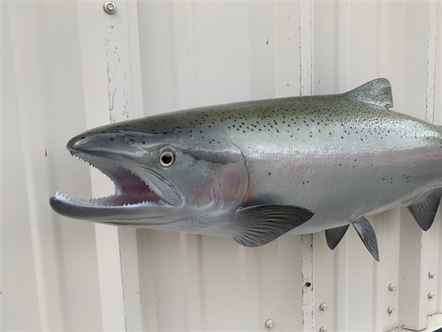 Steelhead Trout Mounts By Mount This Fish