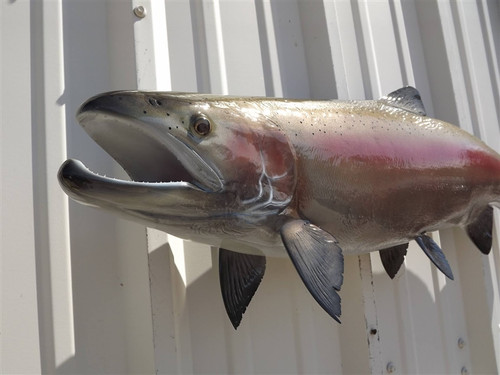33 Inch Steelhead Trout Fish Mount Replica Reproduction For Sale