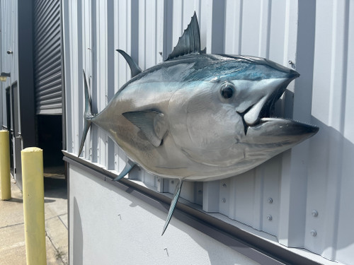 72 Inch Bluefin Tuna Half Fish Mount - Head View
