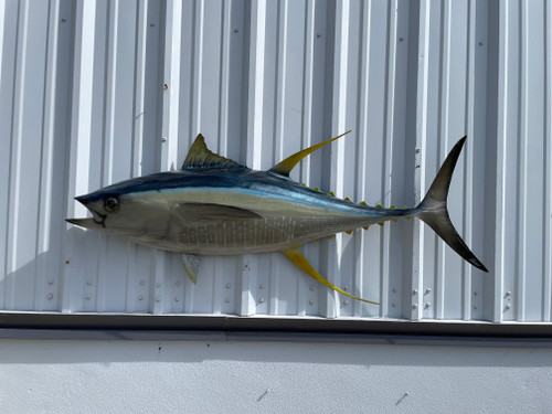 55 inch yellowfin tuna half mount for sale