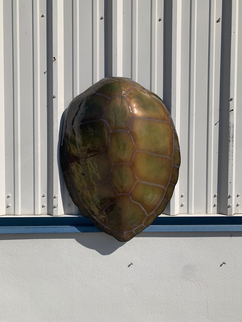 32" Green Turtle Shell Half Mount Replica