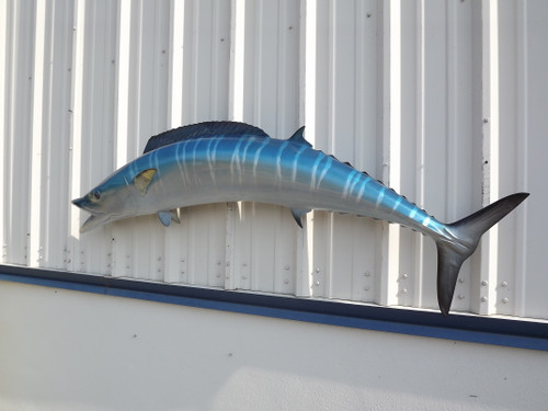 71 Inch Wahoo Fish Mount - Flank View