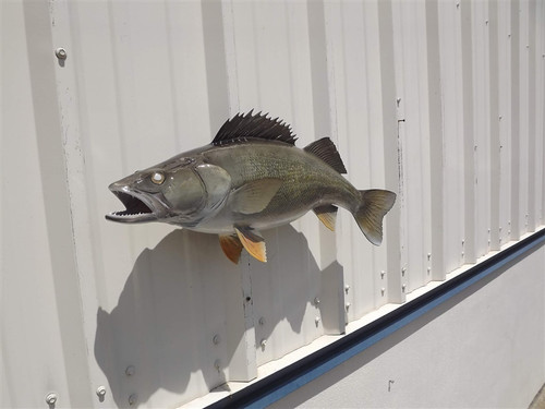 Walleye Fish Mount Two Sided Wall Mount Fish Replica - 21 Inches