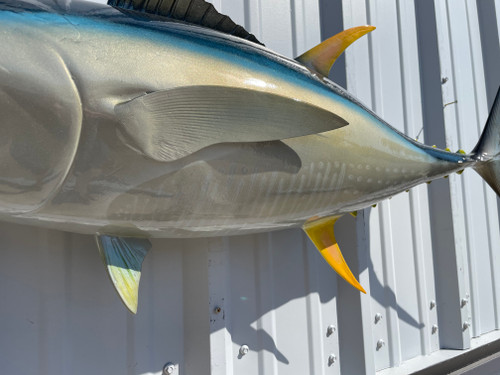 In Stock 44 Inch Yellowfin Tuna Full Mount Fish Replica - Belly View In Stock 44 Inch Yellowfin Tuna Full Mount Fish Replica - Belly View