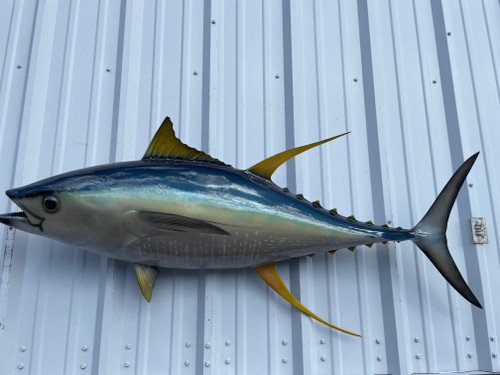 In Stock 55 Inch Yellowfin Tuna Full Fish Mount - Side View