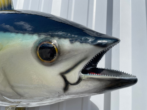62 Inch Yellowfin Tuna Fish Mount