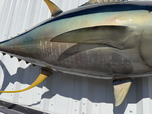 62 Inch Yellowfin Tuna Full Mount Fish Replica