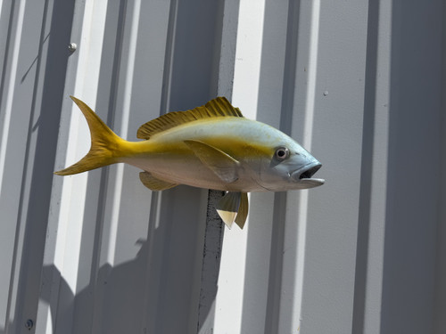 15 Inch Yellowtail Snapper Full Wall Mount Replica - Head View