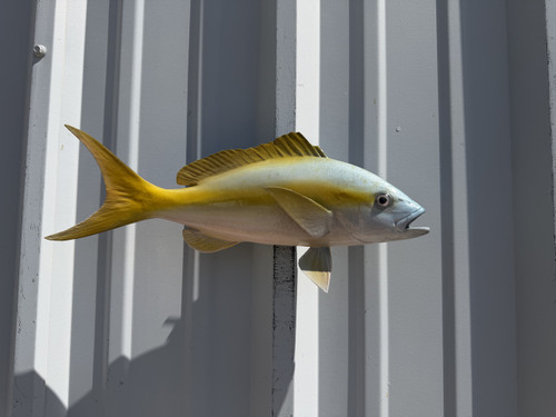 15 Inch Yellowtail Snapper Full Mount - Side View