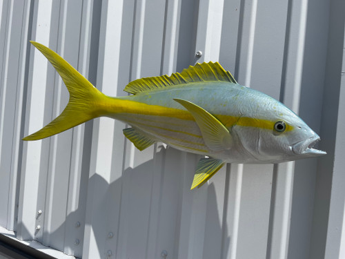 27 Inch Yellowtail Snapper Full Mount Fish Mount - Top View 27 Inch Yellowtail Snapper Full Mount Fish Mount - Top View