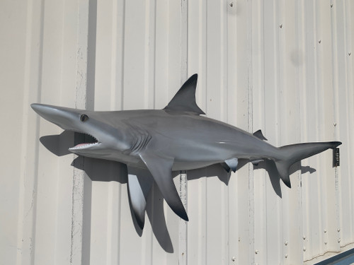 45 Inch Blacktip Shark Half Mount Replica - Head View