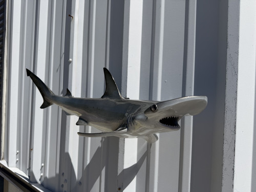 In Stock 30 Inch Bonnethead Shark Full Wall Mount Replica - Head View
