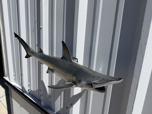 In Stock 30 Inch Bonnethead Shark Full Mount Replica - Top View