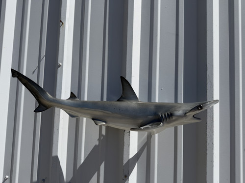 In Stock 30 Inch Bonnethead Shark Full Mount - Side View