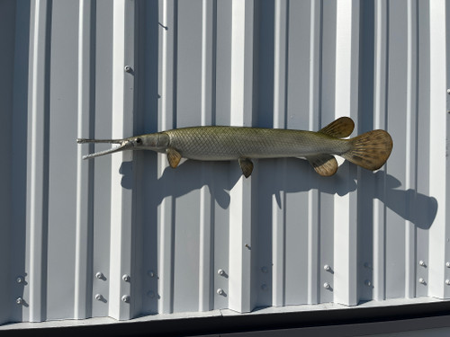 30 inch longnose gar fish mount