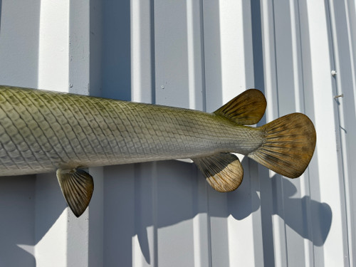 30 inch longnose gar fish mount half side