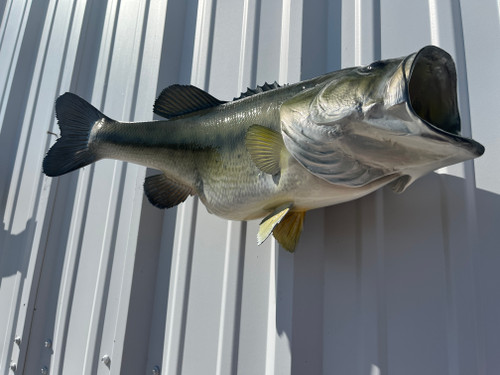 22 inch right facing largemouth bass fish mount