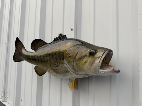 24 inch largemouth bass fish replica right facing