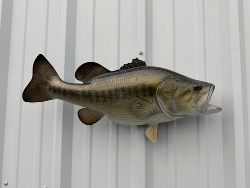 24 inch largemouth bass fish mount right facing