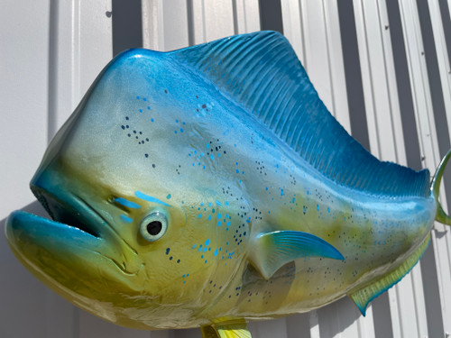 In Stock 53 Inch Bull Dolphin Fish Mount - Face View In Stock 53 Inch Bull Dolphin Fish Mount - Face View