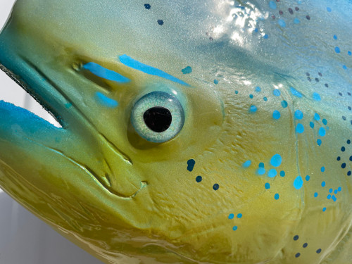 In Stock 53 Inch Bull Dolphin Full Mount Replica - Eye In Stock 53 Inch Bull Dolphin Full Mount Replica - Eye