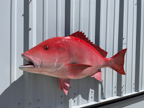 In Stock 36 Inch Red Snapper Fish Mount - Head View In Stock 36 Inch Red Snapper Fish Mount - Head View