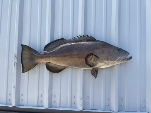 38 inch black grouper half mount