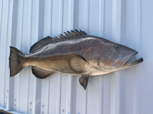 38 inch black grouper half mount