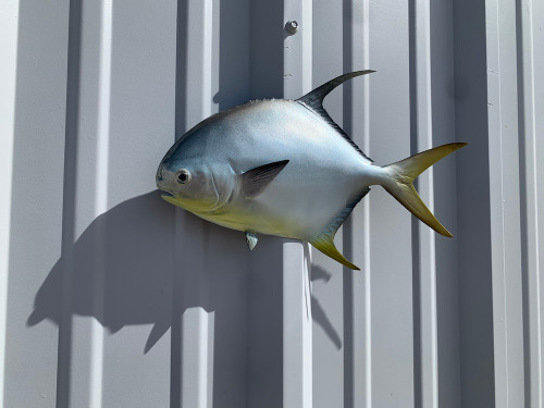 14 inch pompano half sided fish replica