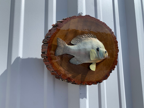 7 inch bluegill half mount on wood panel