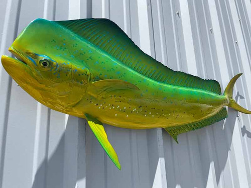 53 inch bull dolphin half side fish mount green color 53 inch bull dolphin half side fish mount green color