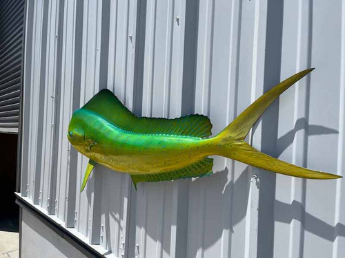 53 inch bull dolphin half mount green color 53 inch bull dolphin half mount green color